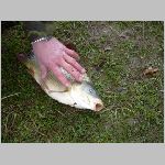 C.Lhota 3.4.2008 -33.JPG